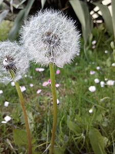 dandelion, spring, nature, flower, plant, close-up, summer