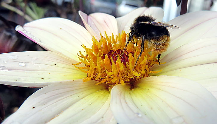serangga, lebah, bunga, penyerbukan, Hijauan, makro, pollinator