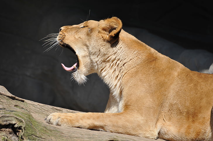 lev, utrujenost, zehanje, ena žival, odprtimi usti, lev - mačji, buči