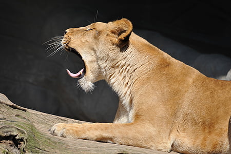 lejon, trötthet, gäspning, ett djur, öppen mun, Lion - feline, rytande