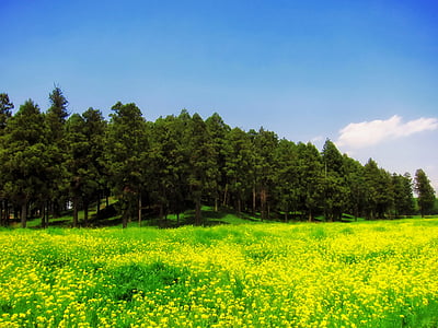 japan, landscape, scenic, wildflowers, dandelions, forest, trees