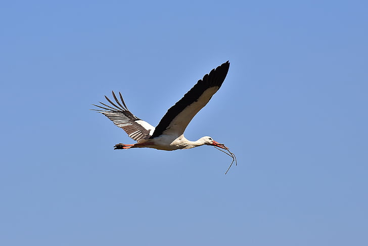 stork, nest building, aesthetic, collect, fly, build, nature
