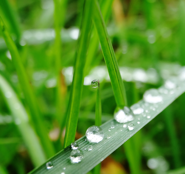 grass, green, water, drip, plant, drop of water, wet