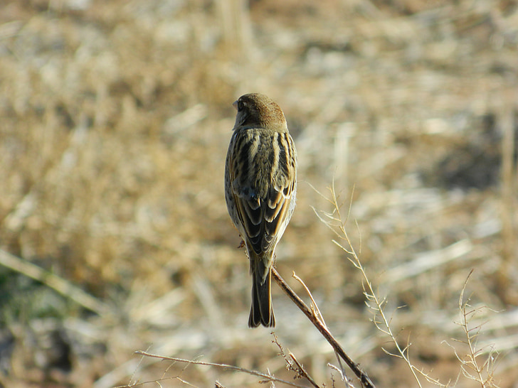 Bush sparrow, Wild, dappere, Terugkijkend