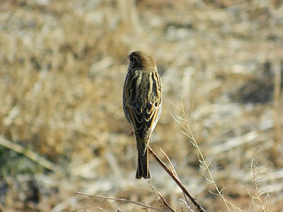 bush sparrow, wild, brave, looking back