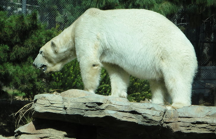 หมีขั้วโลก, สวนสัตว์, สีขาว, สัตว์ป่า, ธรรมชาติ, ร็อค, กิจกรรมกลางแจ้ง