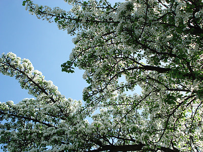flowering tree, tree, flowers, spring, nature, spring flowers
