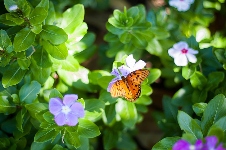 butterfly, flowers, nature, spring, summer, green, plant