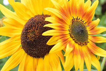 bunga matahari, bunga, musim panas