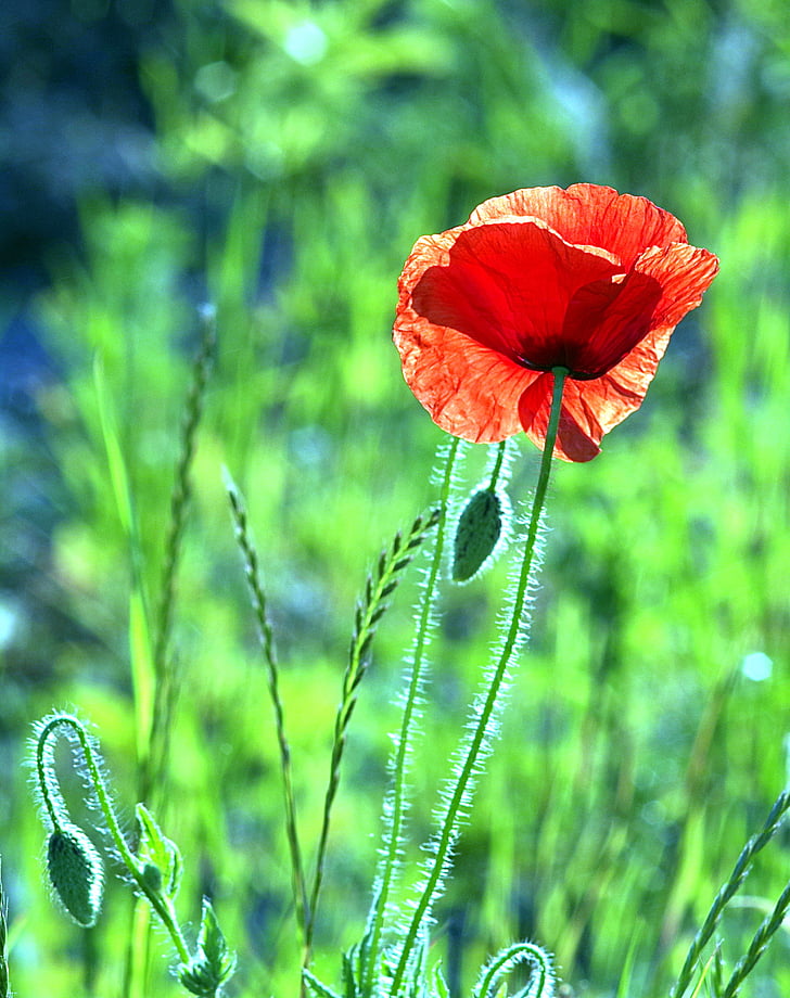 poppy, red, flower, single, vertical, the beasts of the field, wild