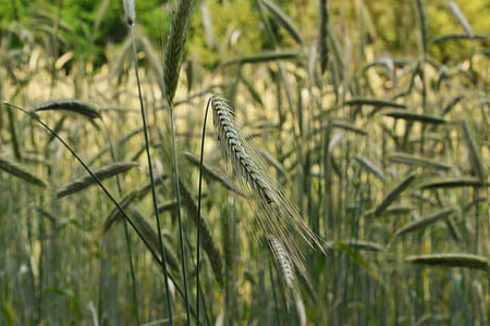 ladang jagung, sereal, bidang, musim panas, Spike, gandum