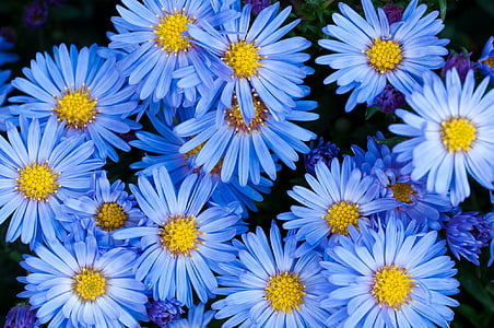 flors, Aster, blau, flor de color blau, jardí, al jardí, planta