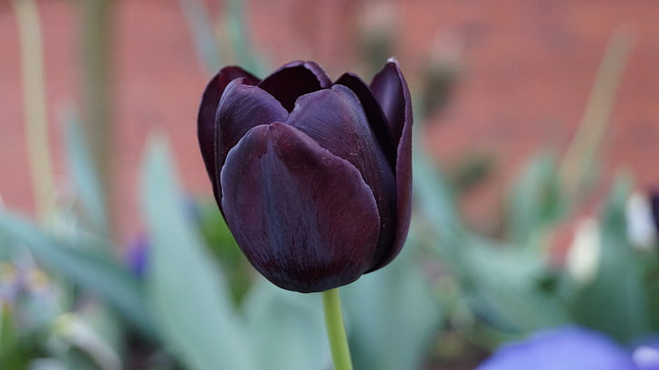Tulipán, květ, závod, Krása, Příroda, zahrada, Jarní čas