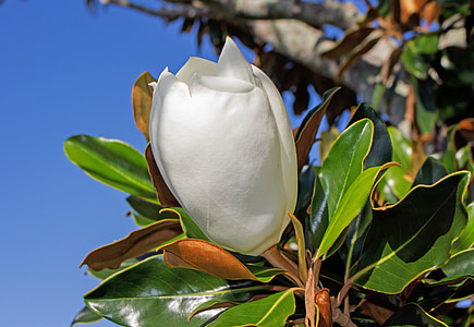 botão de magnólia, flor branca, árvore, vegetação Florida, natureza