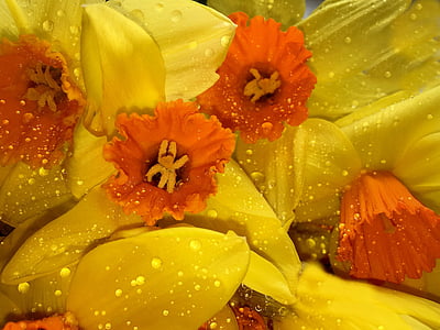 osterglocken, diisi, kuning, musim semi, Daffodils, bunga musim semi
