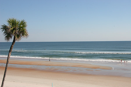 beach, ocean, palm, tree, waves, gulf, shores