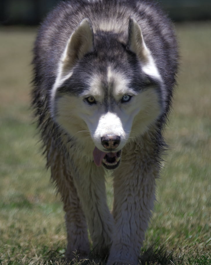 Sibirsk husky, Grønlandshund, hunden