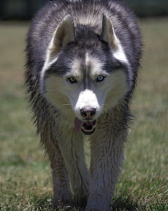 Sibirsk husky, Grønlandshund, hunden