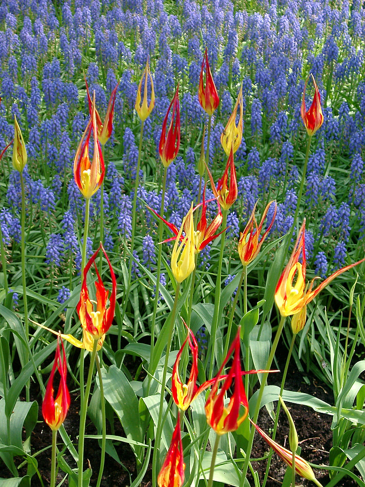tulipán, színes, Hollandia, tavaszi, tulipán, színes, természet