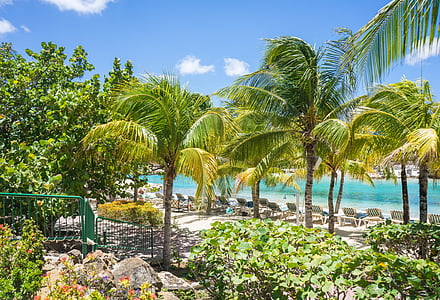 Caraïben, Curacao, strand, tropische, palmbomen, zomer, zee