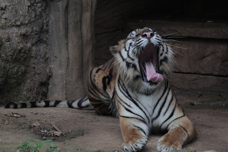 indonesia, tiger, panthera, sumatran, tigris, wildlife, animal