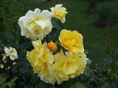 Hoa hồng, mùa hè, Bud, Sân vườn