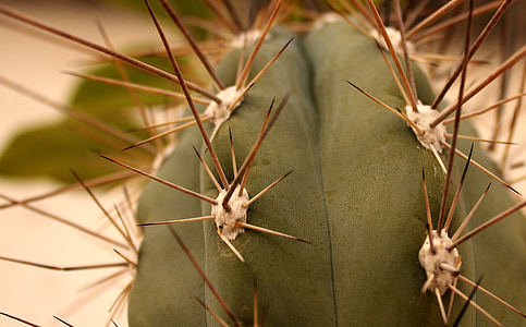 cactus, aguja, planta, planta de follaje, verde