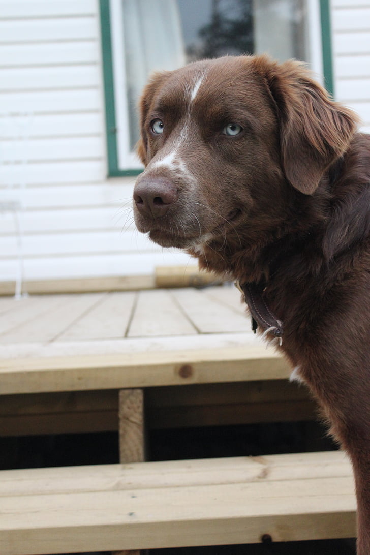 šuo, šuniškas, vilkiukas, naminių gyvūnėlių, rudos spalvos, rudas kailis, mėlynos akys