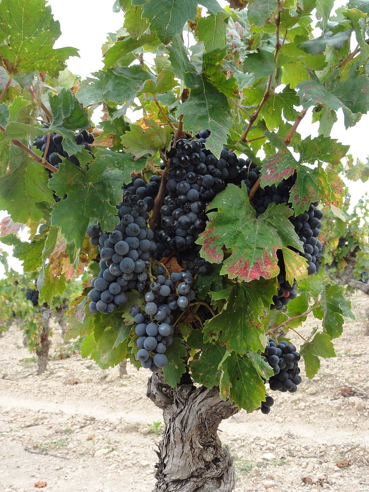 vynmedžiai, vynas, Prancūzija, vynai, derliaus, vynuogių lapų, raudona