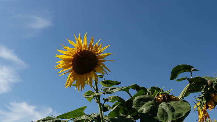 suncokret, biljka, cvijet, žuta, priroda, nebo, plava