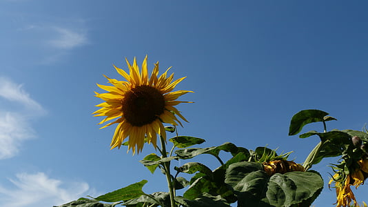 sunflower, plant, flower, yellow, nature, sky, blue