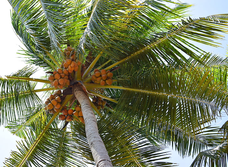 kokosnoot, kokospalm, natuur, fruit, boom, blad, voedsel