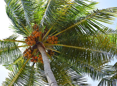 Кокос, Кокосовая пальма, Природа, фрукты, дерево, лист, питание