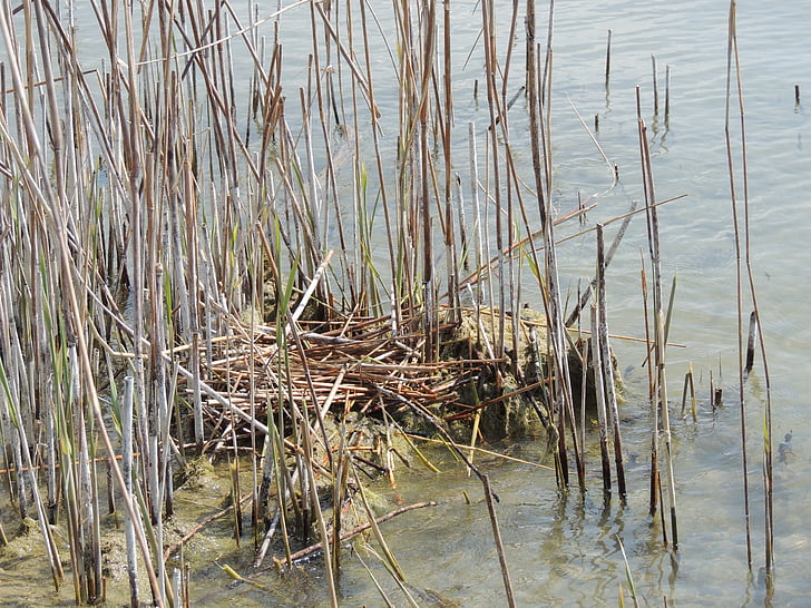 nest, great crested grebe, reed, hidden, water, pond
