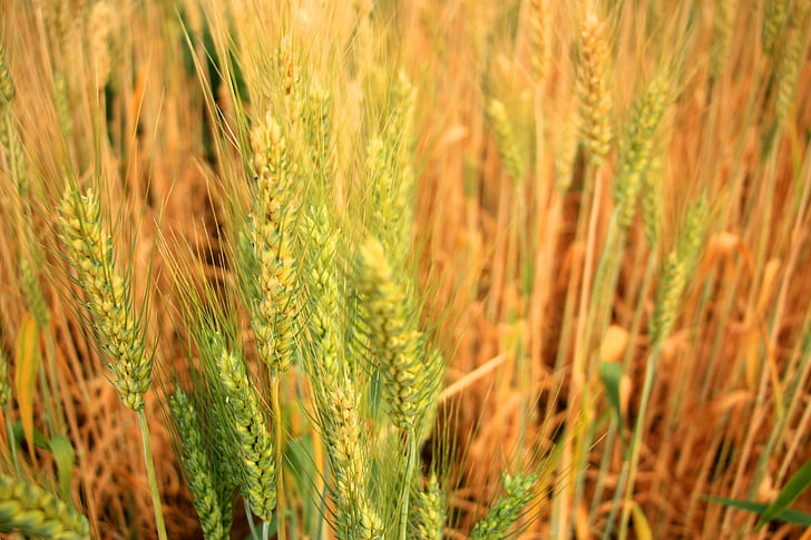 barley, beer, rice, agriculture, field, grain, wheat