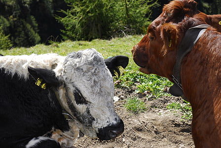 mucche, Alto Adige, prato alpino
