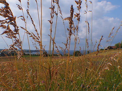 trava, travnik, pogled, narave, obzorje, suha trava
