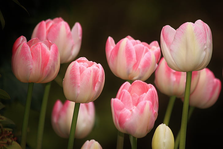 tulipaner, blomster, blomst, våren, anlegget, rosa, farge