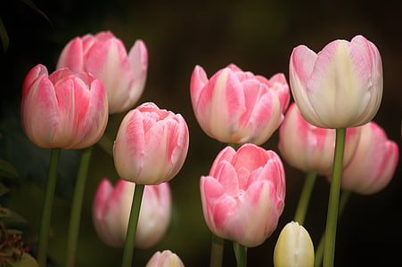 tulipány, květiny, květ, jaro, závod, růžová, Barva