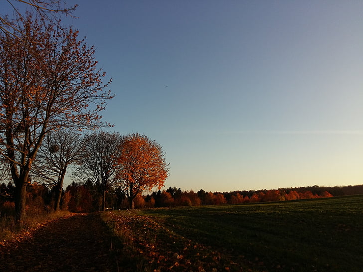 efterår, natur, landskab, sæsoner, efteråret lys, træ, Sky