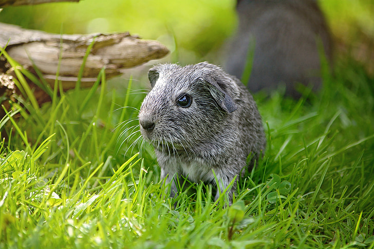 guinea pig, young animal, smooth hair, silver, black and white agouti, meadow, grass