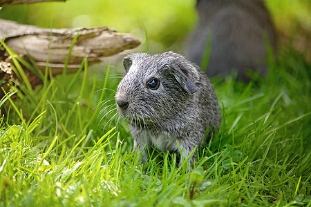 guinea pig, young animal, smooth hair, silver, black and white agouti, meadow, grass