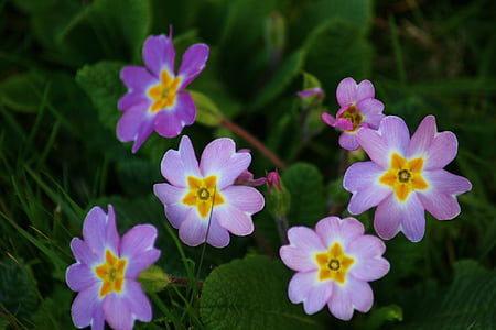 Primrose, flores de color rosa, naturaleza, flor, pétalos de, floración, planta