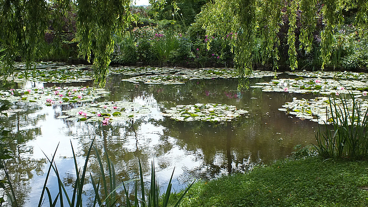 Waterlilies, езерото, водни растения