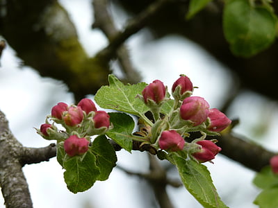 árvore de maçã, flor, flor, broto, Primavera, fechar, filial