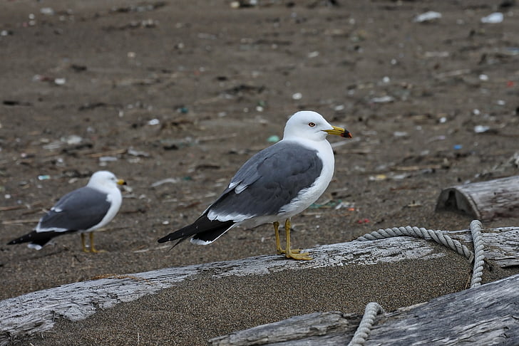 animal, mar, Playa, gull del mar, Seagull, aves marinas, animal salvaje
