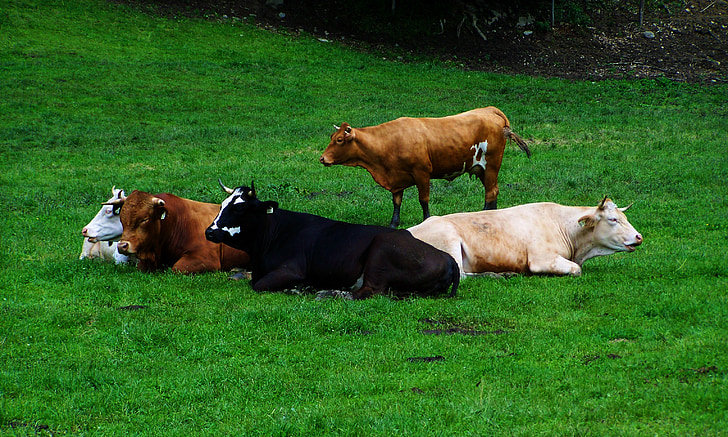 odpočíva kravy, stáda hovädzieho dobytka, přežvykující kravy