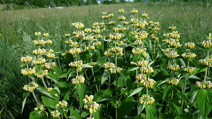 yellow-nettle, large flowers, breeding, meadow, attractive group of plant, nature, flower