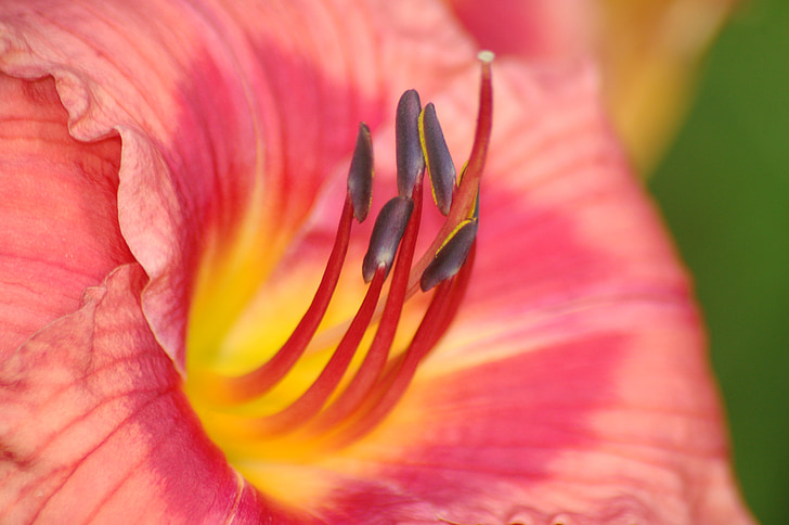 daylily, flower, macro, plant, floral, nature, natural