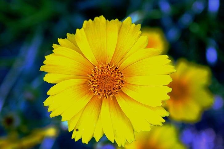 Daisy, kuning, cerah, bunga, mekar, kelopak bunga, halus